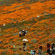 Illustration for article titled Beautiful Instagrams Closed Down the California Superbloom